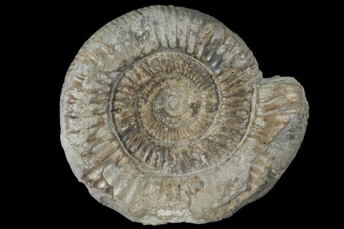 Dactylioceras Ammonite Fossil - England #100477